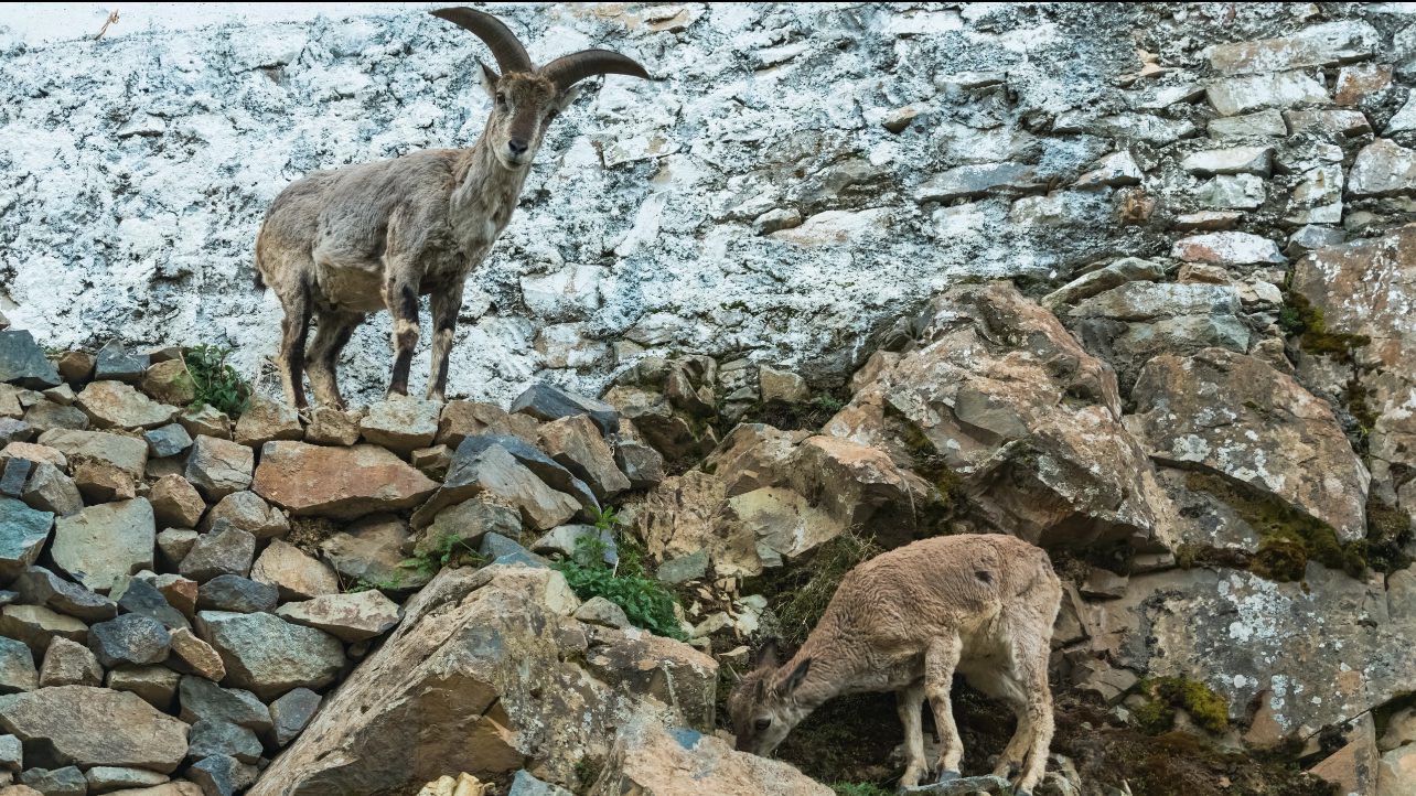 The Deer's Gaze: A Symbol of Ancient Wisdom - Tanfog