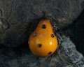 1:1 Yellow Pear Pendant / Ornament|Ripe to the point of decay. Caged in barbed wire. Two ways to fall.