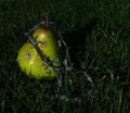 1:1 Green Pear Pendant / Ornament|Rustic sweetness, pierced by metal thorns - Image 4