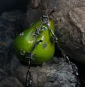 1:1 Green Pear Pendant / Ornament|Rustic sweetness, pierced by metal thorns - Image 7