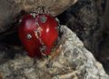 1:1 Red Apple Pendant / Ornament|The Original Sin, recreated in 1:1 perfection. Two distinct paths into darkness. - Image 4
