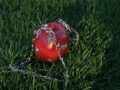1:1 Red Apple Pendant / Ornament|The Original Sin, recreated in 1:1 perfection. Two distinct paths into darkness. - Image 5