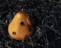 1:1 Yellow Pear Pendant / Ornament|Ripe to the point of decay. Caged in barbed wire. Two ways to fall. - Image 5