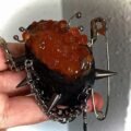 "Red Salmon Roe Gunkan Keychain / Bag Charm   Yellow Salmon Roe Gunkan Keychain / Bag Charm"|Explosive bursts of the ocean, caged in heavy metal. Two deadly flavors. - Image 5